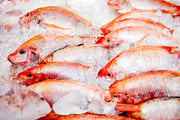Bunch of raw frozen fish on ice-1
