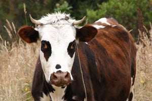 portrait of a cow - Got milk? More like "Got gastrointestinal problems?"