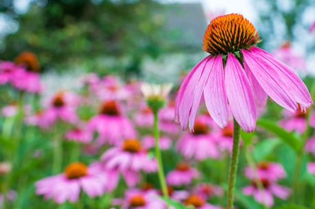 bigstock-Blooming-Flower-Echinacea-With-432625469-jpg