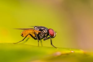 bigstock-Blow-Fly-Carrion-Fly-Bluebot-237947386