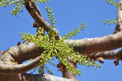 bigstock-Boswellia-tree--frankincense--103349927
