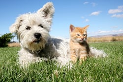 Live free with Pet Allergies. We make custom formulas so you can play with your buddies. Second Nature Care.