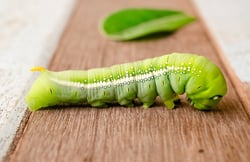 bigstock-Green-Caterpillar-Selective-f-92091026