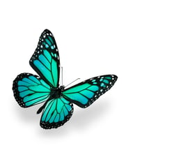 bigstock-Green-and-Blue-Vivid-Butterfly-19290014