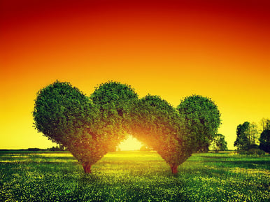 bigstock-Heart-shape-trees-couple-on-gr-77745446