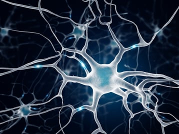 bigstock-Neurons-In-The-Brain-81129683