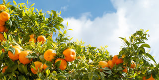 bigstock-Ripe-oranges-at-orange-tree-178966033.jpg