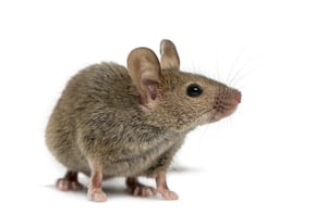 bigstock-Wood-mouse-in-front-of-a-white-212641639