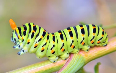 Caterpillars replace harmful pesticides in Columbia. Second Nature Care Environmental Detoxification. 